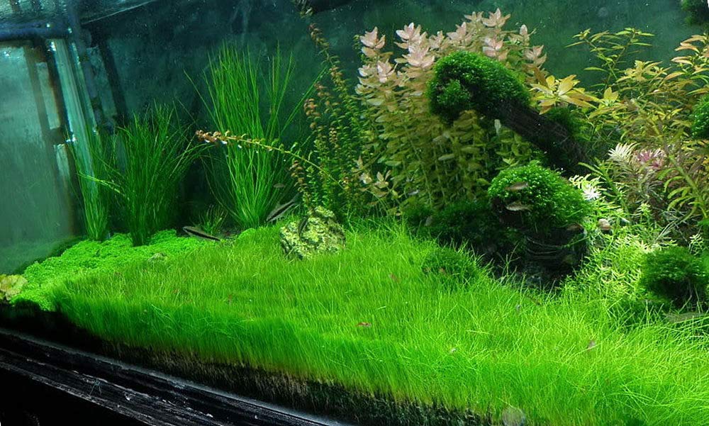 Dwarf Hairgrass