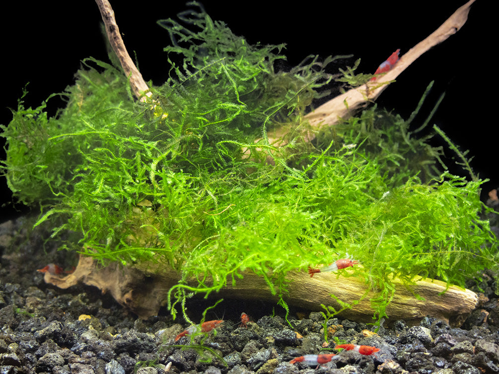 Java Moss